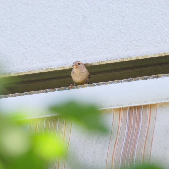 Mummy-sparrow