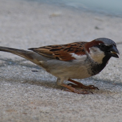 sparrow3